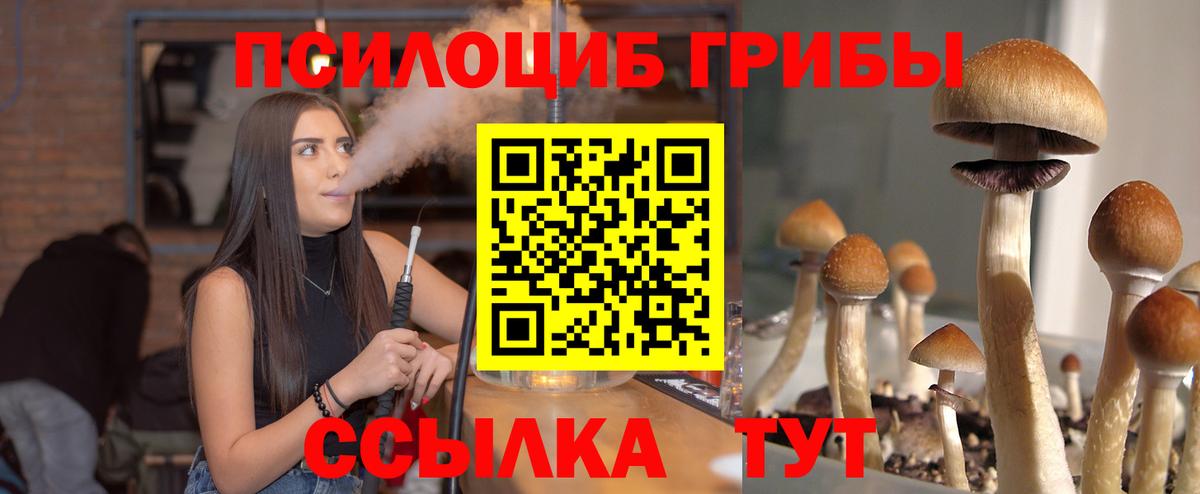 Галлюциногенные грибы Psilocybe Усть-Лабинск